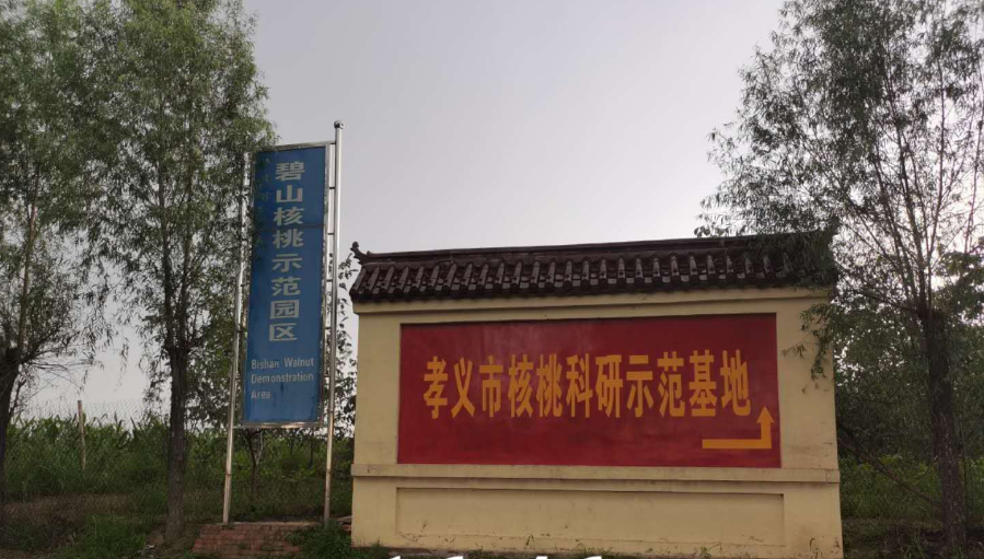 孝義農(nóng)產(chǎn)品大市場丨力爭讓孝義核桃插上翅膀，飛向全國！