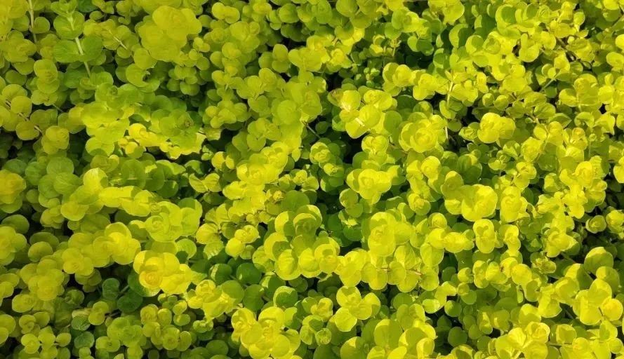 未來5年，農(nóng)業(yè)產(chǎn)業(yè)8大投資重點在哪里？